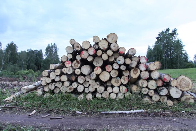 Pile of the chopped firewood on the field A lot of logs stacked up