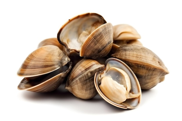 A pile of clams on a white background