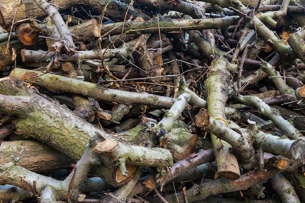 A pile of cut wooden branches of various sizes