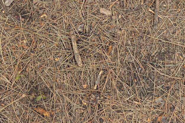 枯れた草の山がいくつかの小さな木の塊で示されています
