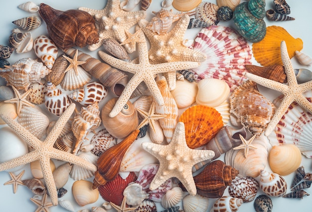 A pile of different shells and starfish mixed on a light background