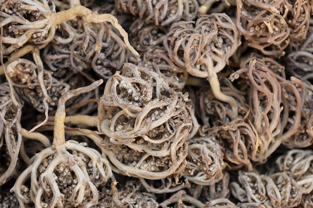 Pile of dried flower of maryam also called the hand of fatima herbal and alternative medicine anasta