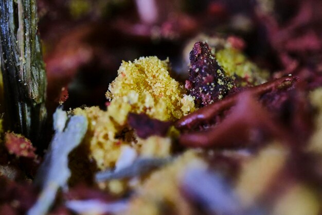 Photo a pile of dried food with a yellow substance in it.