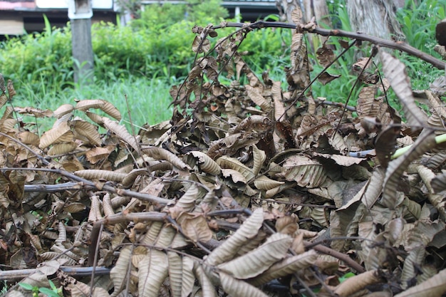 A pile of dried leaves in a garden