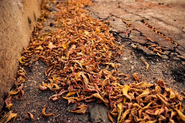 Pile of dried leaves.