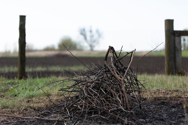 Pile of dry branches cut from fruit trees orchard care