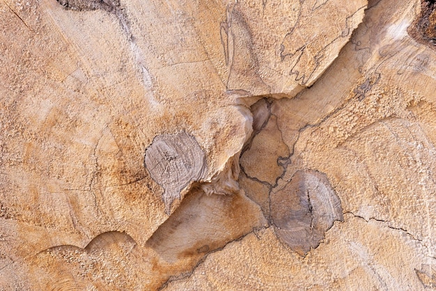 A pile of dry twigs as a background Wooden background