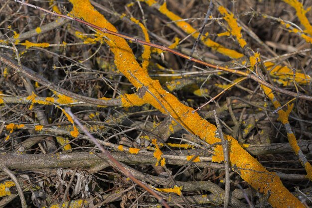 A pile of dry twigs as a background