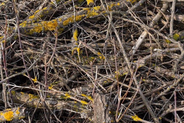 A pile of dry twigs as a background