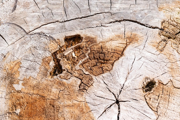 A pile of dry twigs as a background