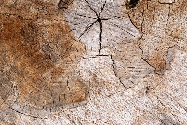 A pile of dry twigs as a background