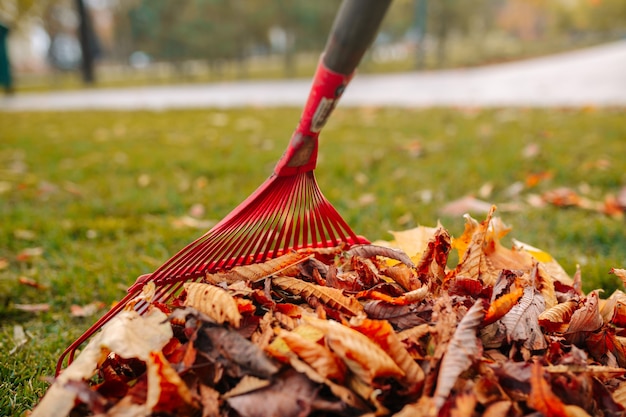 Photo pile of fall leaves on the green grass. autumn landscape. cold season. red rake raking foliage.