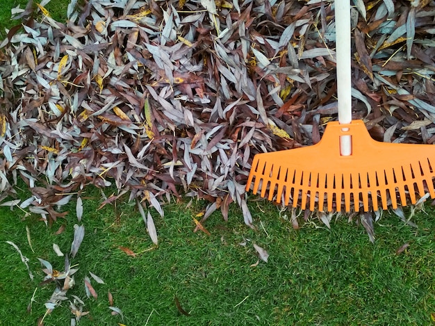 Pile of fall leaves with fan rake on lawn