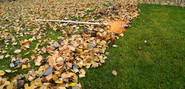 Pila di foglie di autunno con ventola rastrello sul prato.