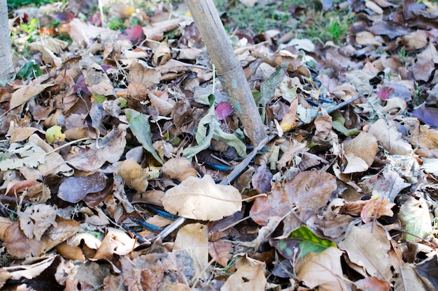 Pile of fall leaves with fan rake on lawn