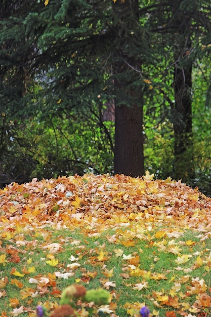 Foto mucchio di foglie di caduta