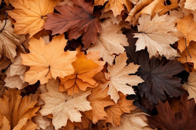 A pile of fallen autumn leaves in various shades