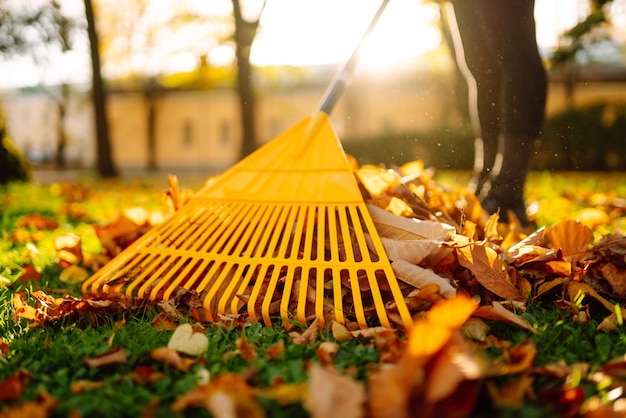 Pile of fallen leaves is collected with a rake on the lawn in the park Seasonal gardening