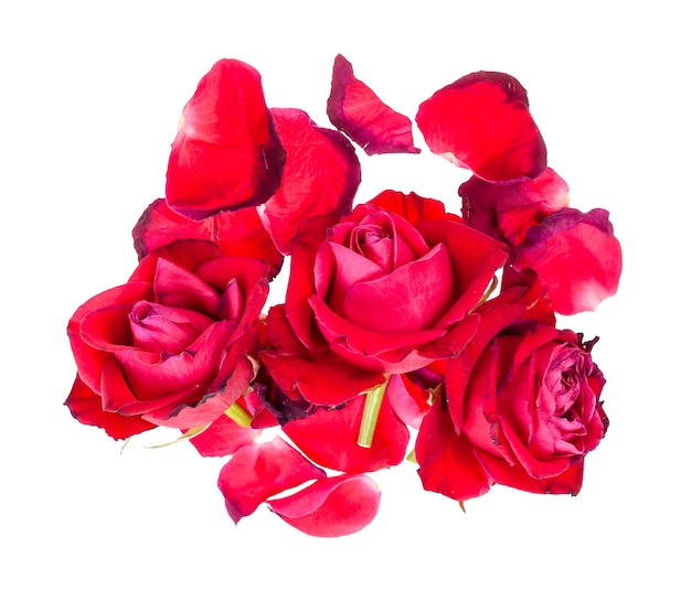Mucchio di petali caduti e fiori di rosa rossa