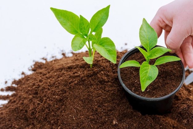 Pile of fertile land on a white background. Planting pepper in plastic pots