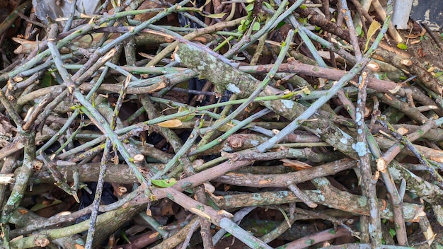 pile of firewood branches