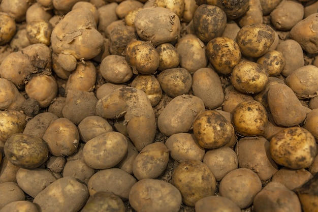 Un mucchio di patate sporche fresche nel negozio. nuovo raccolto. sfondo. spazio per il testo.