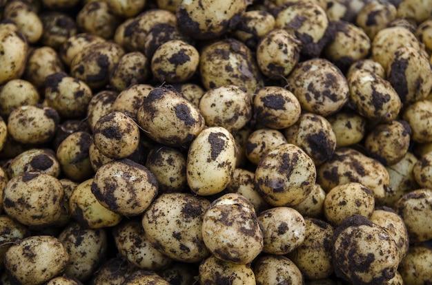 a pile of fresh young potatoes freshly dug potatoes with soil dirt harvesting harvest