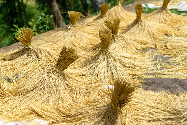 pile of grain paddy being dried