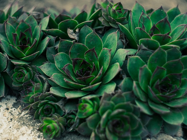 A pile of green succulents sit on a rock.