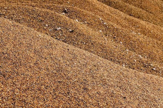 A pile of harvested cereal grains