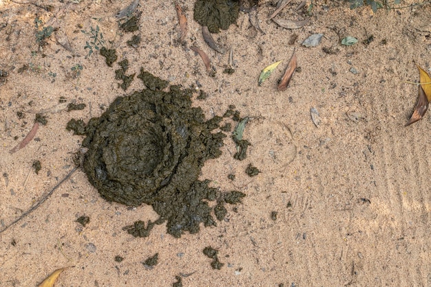 A pile of horse poop on the ground