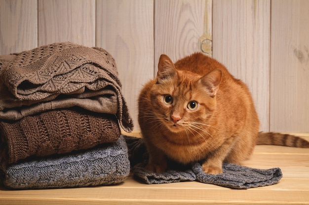 Pile of knitted sweaters and red cat on a wooden