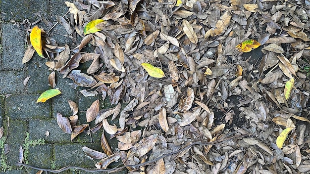 A pile of leaves on the ground