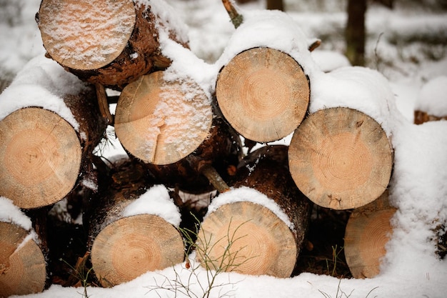 A pile of logs lies on the street. The ground and trees are covered with a thick layer of snow