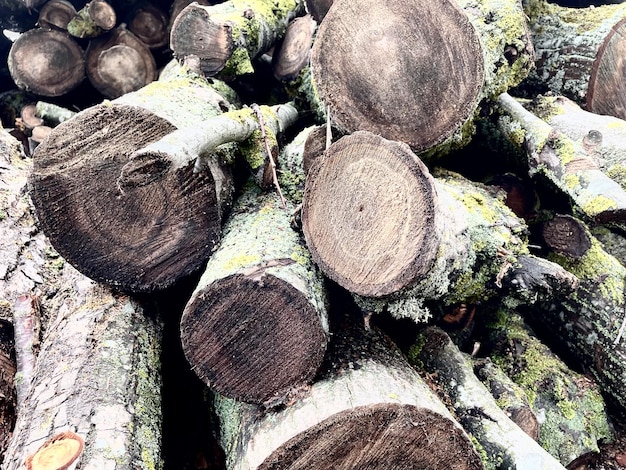 A pile of logs with green moss on them.