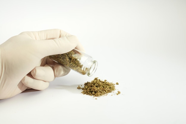 pile of marijuana gloved hands and glass pot white background