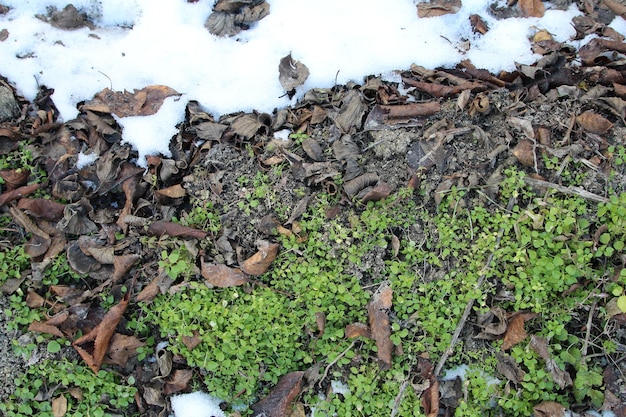 Photo a pile of moss