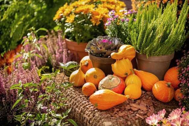 Фото Куча собранных маленьких оранжевых тыкв на грубой мешковине среди горшечных цветов и вересков