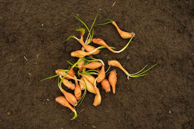 Куча семян лука на влажной почве перед посадкой концепции сельского хозяйства и сельскохозяйственных изображений для вашего дизайна