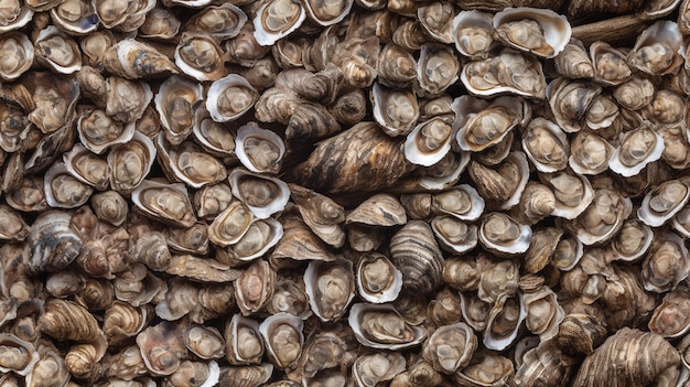 A pile of oysters are stacked on top of each other.