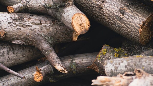 Pile of pile of firewood From above pile of wood logs stacked in autumn forest