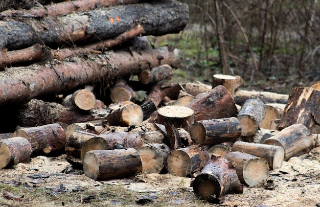 Pile of pine logs in a sawmill for further processing into pellets