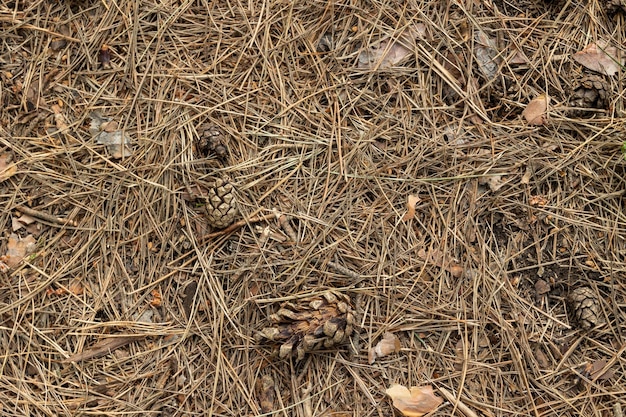 地上にある松の針の山