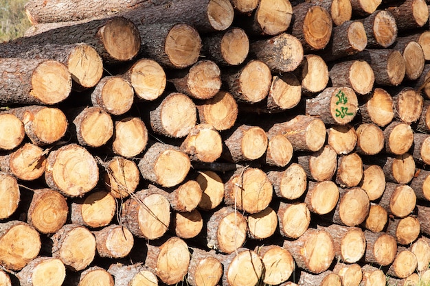 Pile of pine tree trunks cut