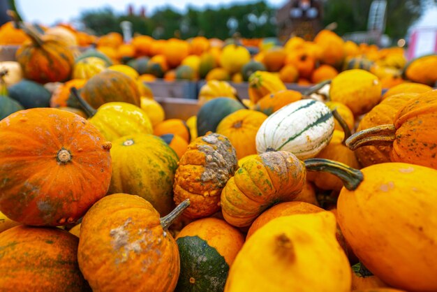 Pile of pumpkins for sale healthy food Halloween concept