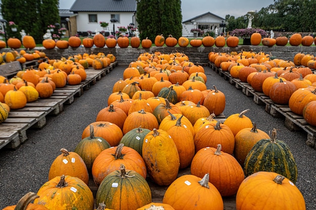 Photo pile of pumpkins for sale healthy food halloween concept