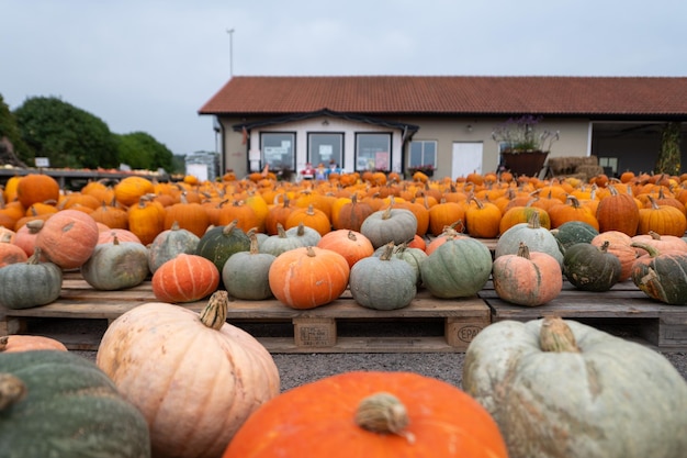 Photo pile of pumpkins for sale healthy food halloween concept