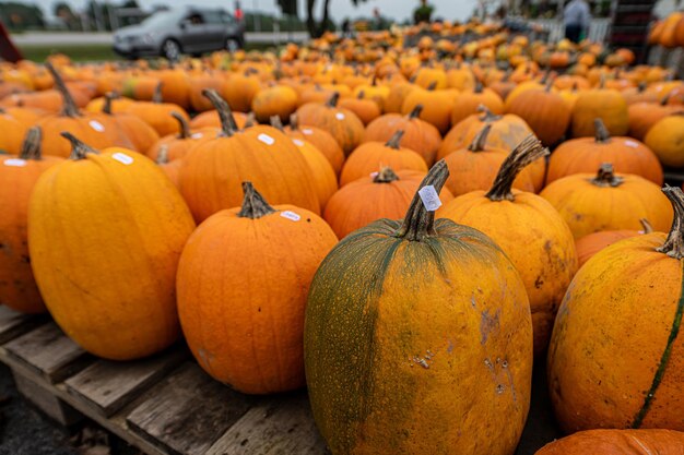 Pile of pumpkins for sale