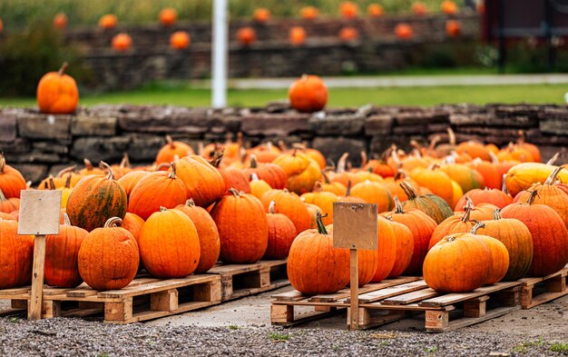 Photo pile of pumpkins for sale