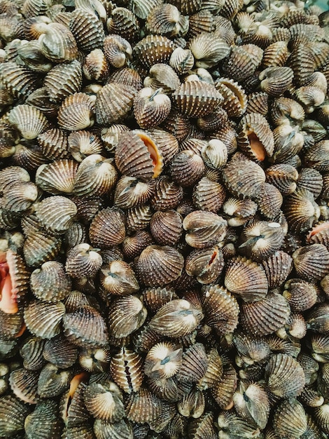 Foto un mucchio di vongole crude. fondo dei frutti di mare delle vongole